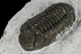 Adrisiops Weugi Trilobite - Recently Described Phacopid #115224-3